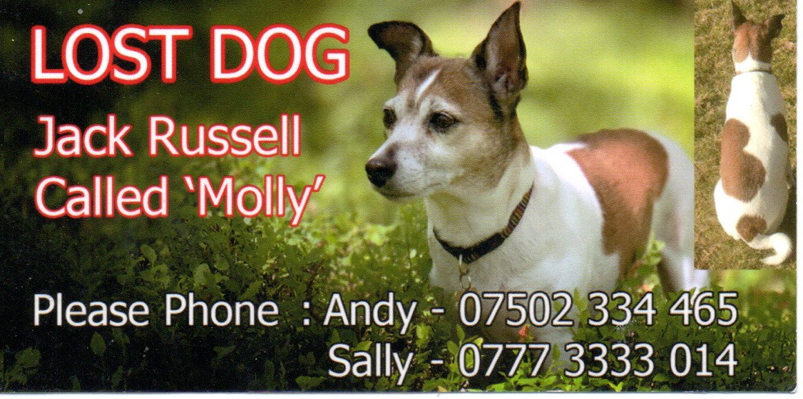 lost dog